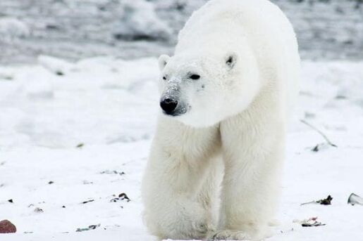 Was Kinder jetzt vom Eisbären lernen können …