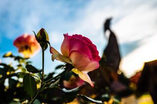 Sag’s mit Blumen: Wenn das Rosenbeet das Smartphone lädt